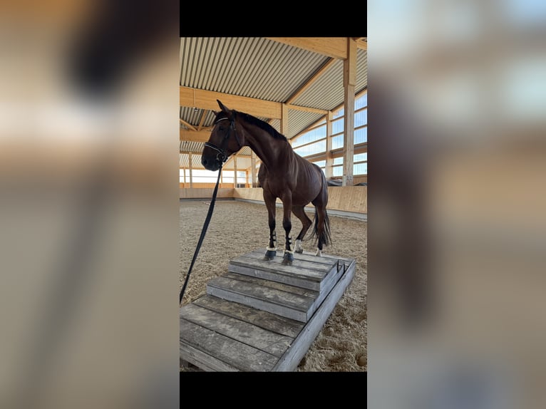 Koń holsztyński Wałach 14 lat 165 cm Gniada in Könnern