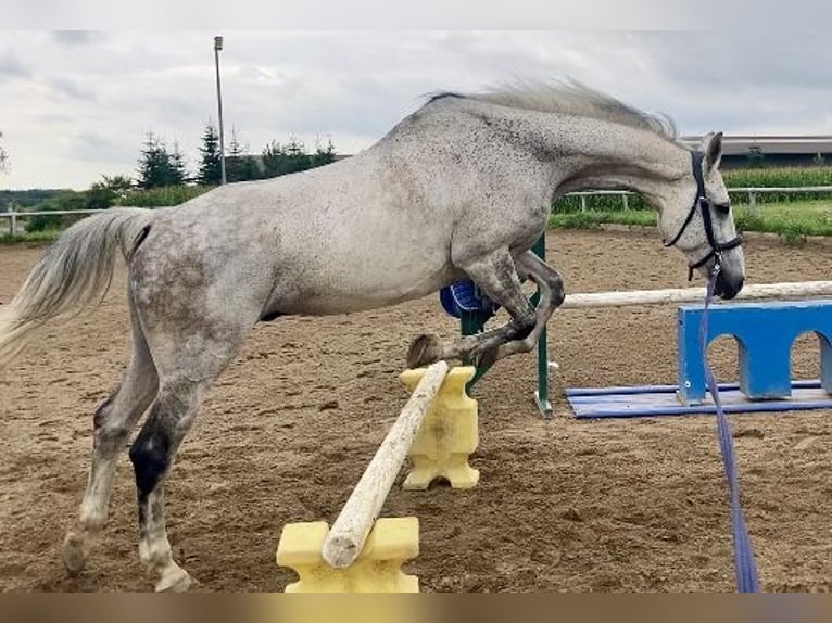 Koń holsztyński Wałach 14 lat 165 cm Siwa in Forst