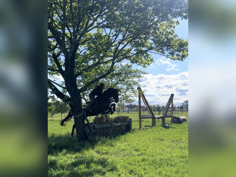 Koń holsztyński Wałach 14 lat 168 cm Gniada in Kloster Schäftlarn