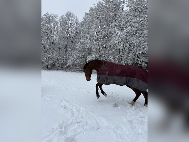 Koń holsztyński Wałach 14 lat 170 cm Gniada in Wertheim