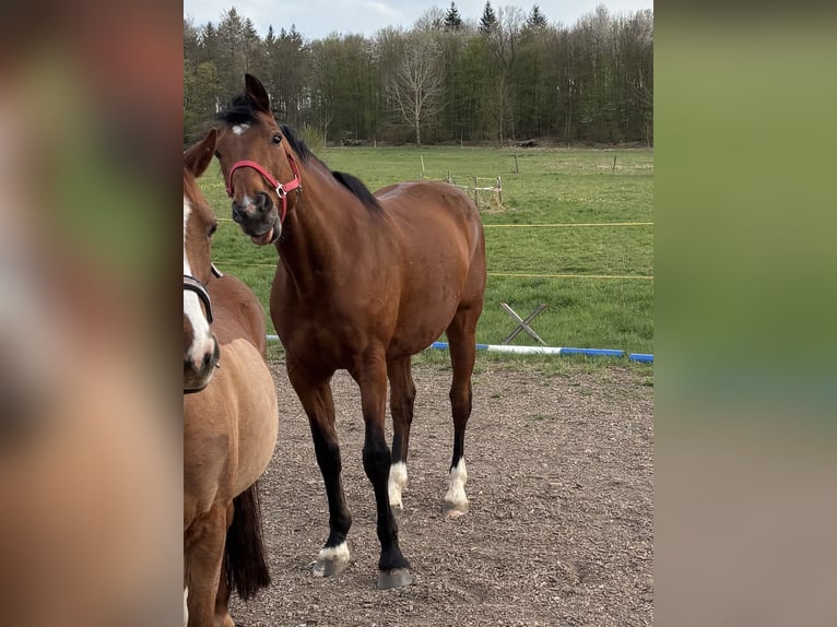 Koń holsztyński Wałach 14 lat 170 cm Gniada in Wertheim