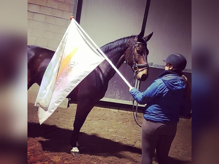Koń holsztyński Wałach 14 lat 170 cm Gniada in Heijen