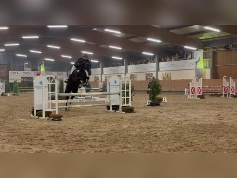 Koń holsztyński Wałach 14 lat 170 cm Kara in Neuss