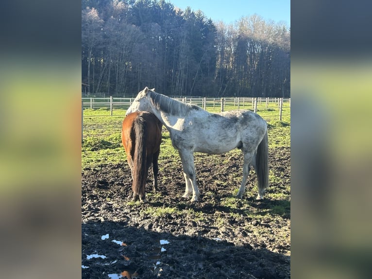 Koń holsztyński Wałach 14 lat 170 cm Siwa in Zorneding