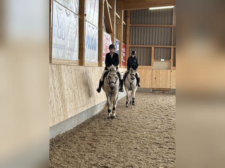 Koń holsztyński Wałach 14 lat 170 cm Siwa in Ahrensbök