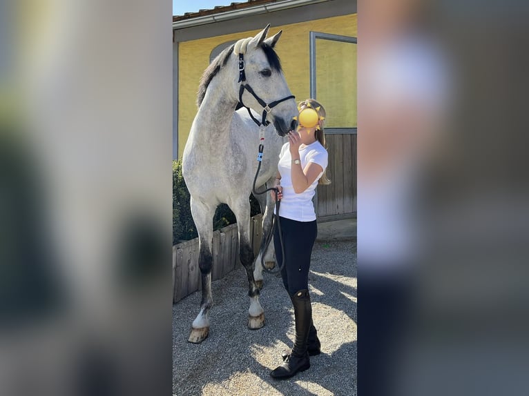 Koń holsztyński Wałach 14 lat 171 cm Siwa in Elixhausen