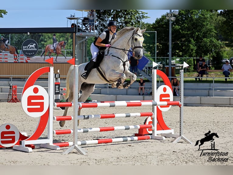 Koń holsztyński Wałach 14 lat 174 cm Siwa in Meuselwitz