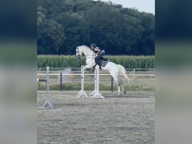 Koń holsztyński Wałach 14 lat 174 cm Siwa in Meuselwitz