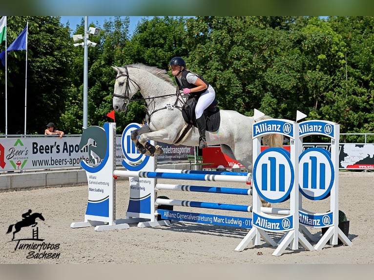 Koń holsztyński Wałach 14 lat 174 cm Siwa in Meuselwitz