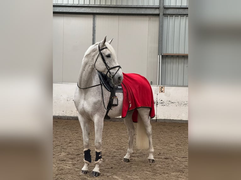 Koń holsztyński Wałach 14 lat 178 cm Siwa jabłkowita in Neuwied