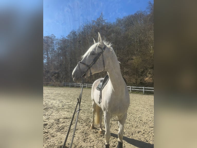 Koń holsztyński Wałach 14 lat 178 cm Siwa jabłkowita in Neuwied