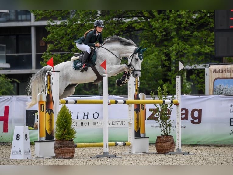 Koń holsztyński Wałach 15 lat 165 cm Siwa in Oberaach