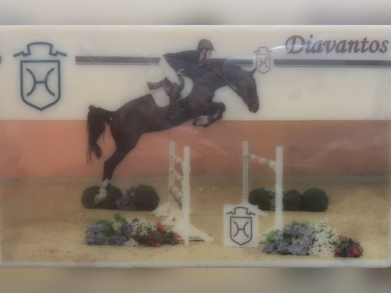 Koń holsztyński Wałach 15 lat 165 cm Skarogniada in Biederthal