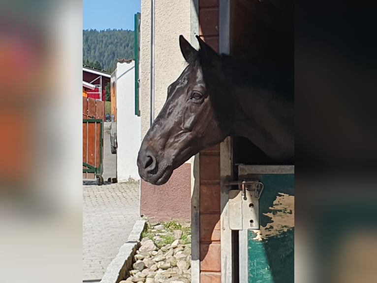 Koń holsztyński Wałach 15 lat 168 cm Kara in Enzklösterle