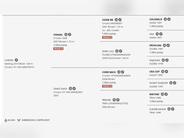 Koń holsztyński Wałach 15 lat 168 cm Kara in Ljubljana