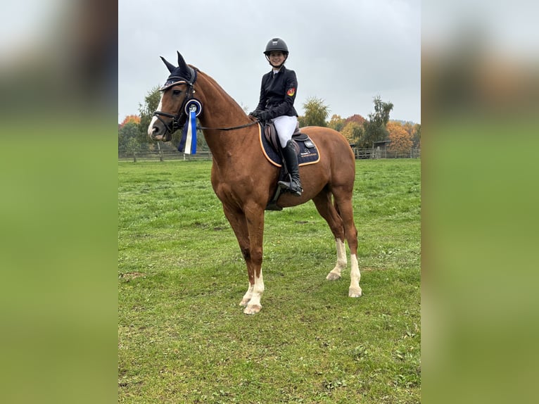 Koń holsztyński Wałach 15 lat 170 cm Kasztanowata in Hennef