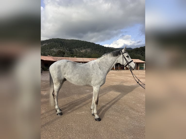 Koń holsztyński Wałach 15 lat 173 cm Siwa in Palma De Mallorca