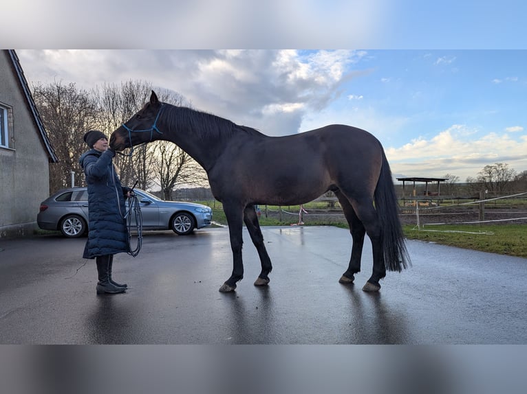Koń holsztyński Wałach 15 lat 174 cm Ciemnogniada in Salzatal