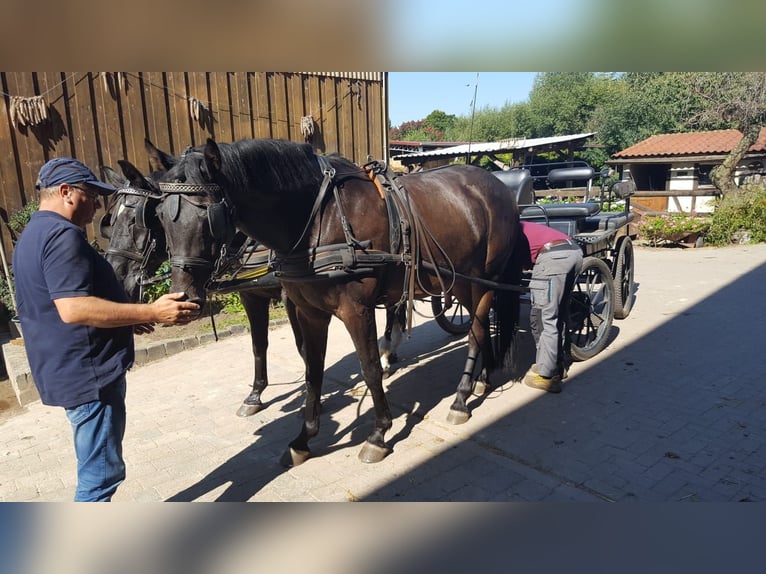 Koń holsztyński Wałach 15 lat 174 cm Ciemnogniada in Salzatal