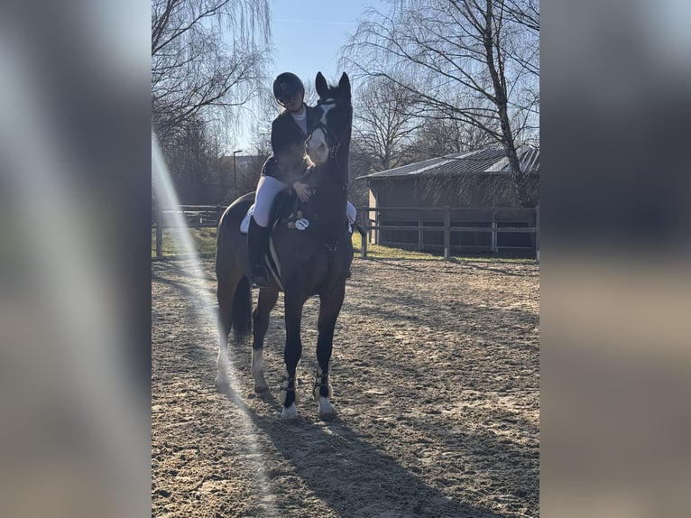 Koń holsztyński Wałach 15 lat 175 cm Gniada in Gilserberg
