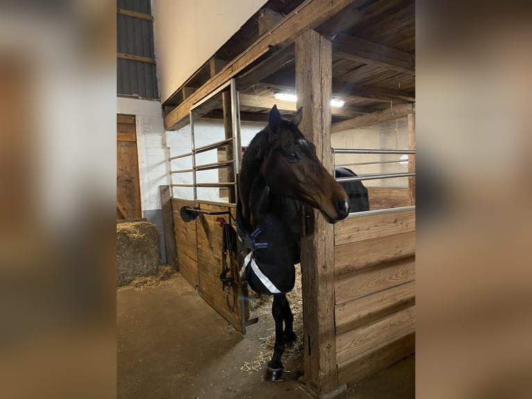 Koń holsztyński Wałach 16 lat 165 cm Gniada in Großenwiehe