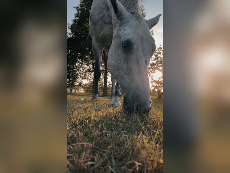 Koń holsztyński Wałach 16 lat 165 cm Siwa in Heidmühlen