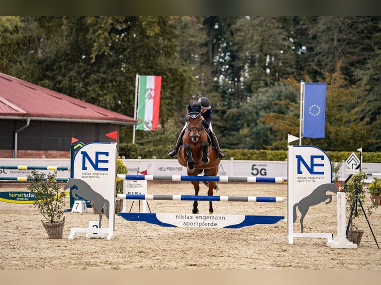 Koń holsztyński Wałach 16 lat 166 cm Gniada in Glandorf