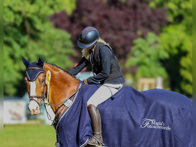 Koń holsztyński Wałach 16 lat 167 cm Gniada in Gardelegen