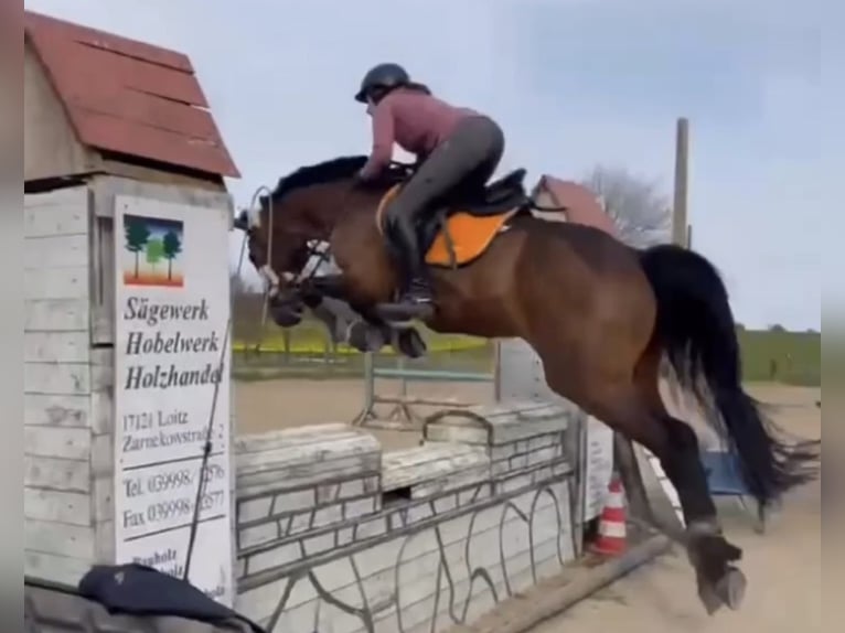 Koń holsztyński Wałach 16 lat 167 cm Gniada in Greifswald