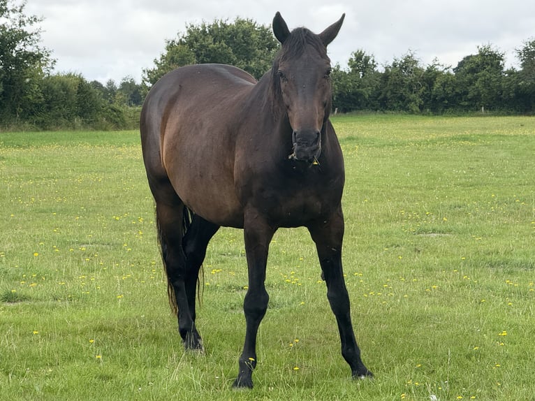 Koń holsztyński Wałach 16 lat 170 cm Ciemnogniada in Gro&#xDF;heide