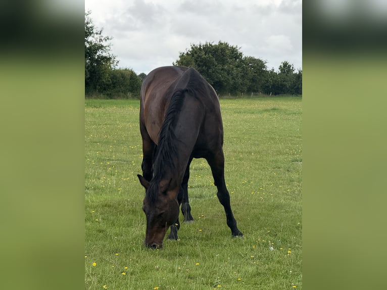 Koń holsztyński Wałach 16 lat 170 cm Ciemnogniada in Gro&#xDF;heide