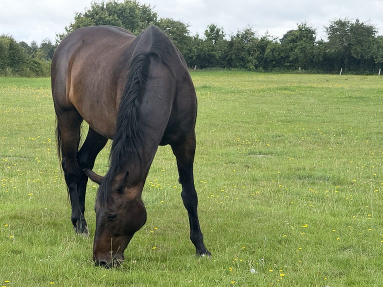 Koń holsztyński Wałach 16 lat 170 cm Ciemnogniada in Gro&#xDF;heide