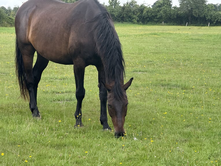 Koń holsztyński Wałach 16 lat 170 cm Ciemnogniada in Gro&#xDF;heide