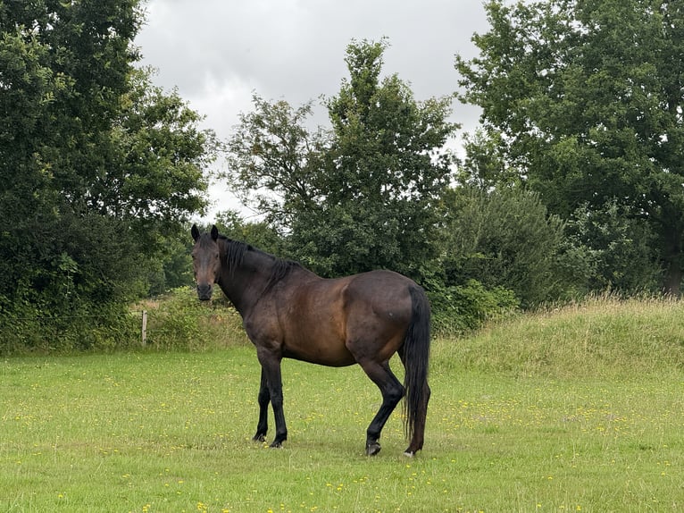 Koń holsztyński Wałach 16 lat 170 cm Ciemnogniada in Gro&#xDF;heide