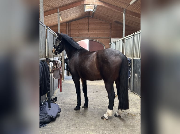 Koń holsztyński Wałach 16 lat 170 cm Gniada in Falkensee