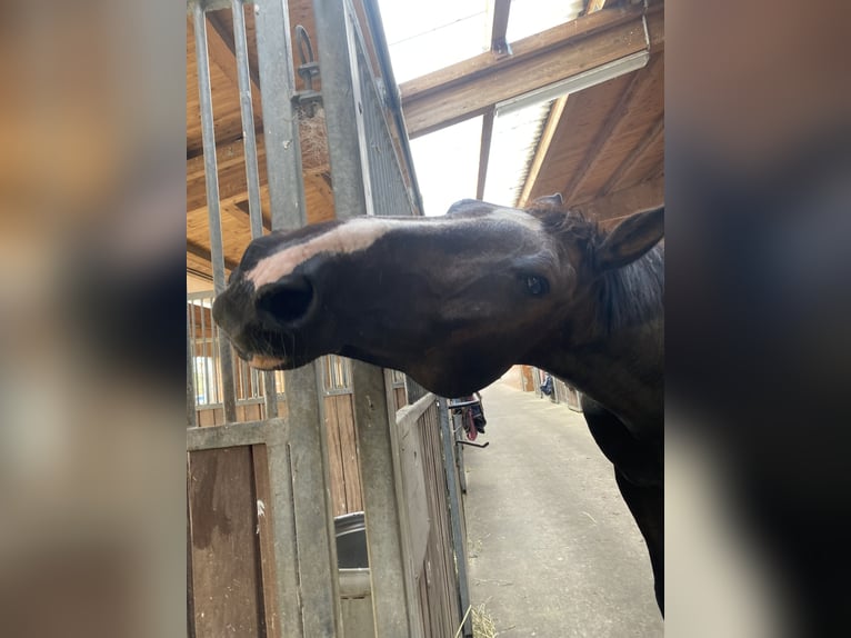 Koń holsztyński Wałach 16 lat 170 cm Gniada in Falkensee