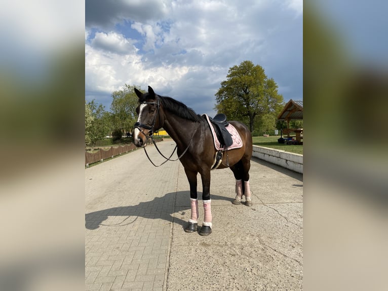 Koń holsztyński Wałach 16 lat 170 cm Gniada in Falkensee