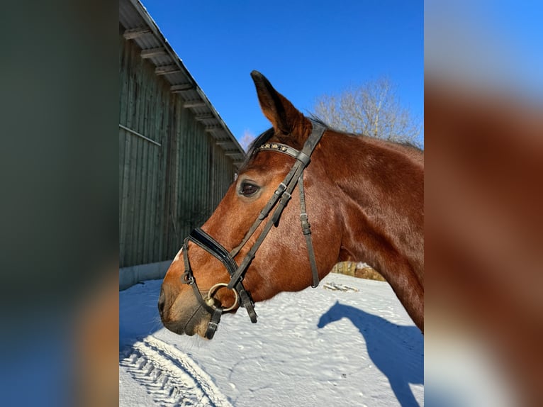 Koń holsztyński Wałach 16 lat 172 cm Gniada in Breitbrunn am Chiemsee