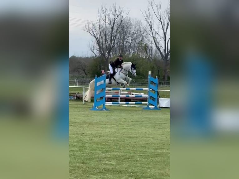 Koń holsztyński Wałach 16 lat 172 cm Siwa in Kloster Lehnin