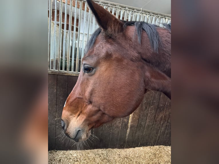 Koń holsztyński Wałach 16 lat 173 cm Gniada in Kerns