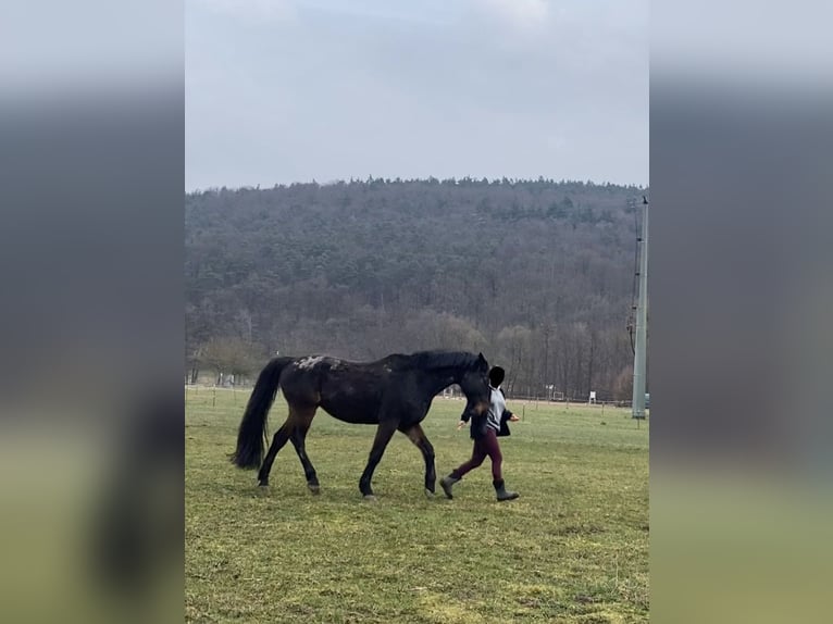 Koń holsztyński Wałach 16 lat 174 cm Ciemnogniada in Obernburg am Main