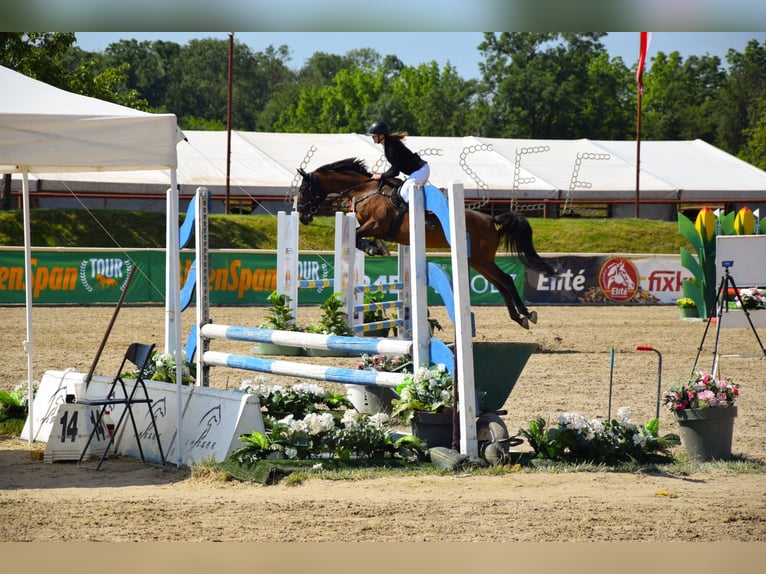 Koń holsztyński Wałach 16 lat 174 cm Gniada in Gols