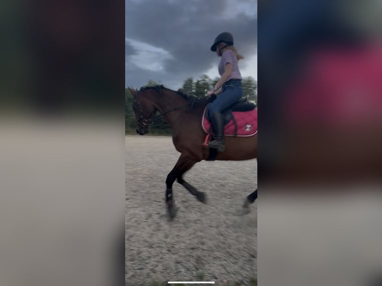 Koń holsztyński Wałach 16 lat 174 cm Gniada in Gols