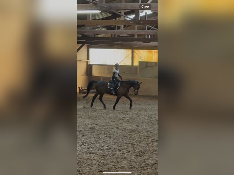 Koń holsztyński Wałach 16 lat 174 cm Gniada in Gols