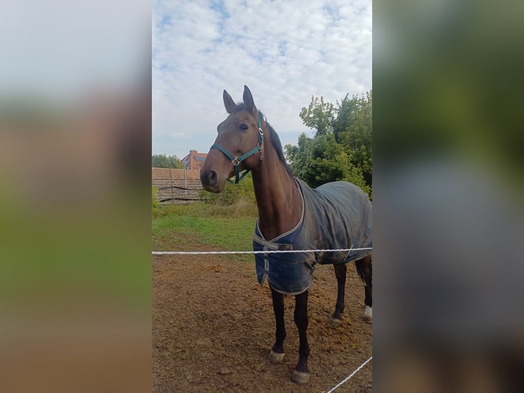 Koń holsztyński Wałach 16 lat 175 cm Gniada in Ladendorf