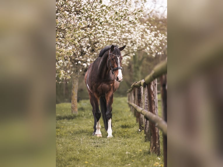 Koń holsztyński Wałach 16 lat 183 cm Ciemnogniada in CuxhavenCuxhaven