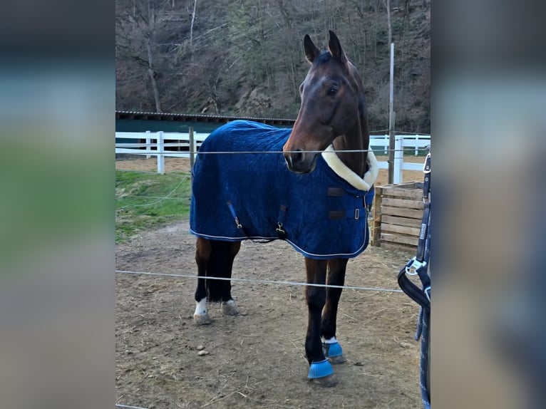 Koń holsztyński Wałach 17 lat 170 cm Ciemnogniada in Neuwied