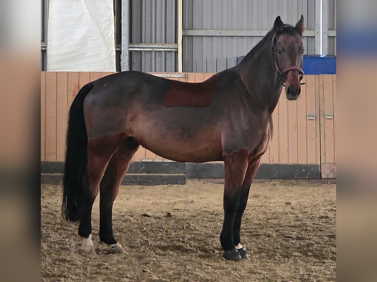 Koń holsztyński Wałach 17 lat 170 cm Ciemnogniada in Neuwied