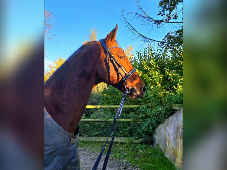 Koń holsztyński Wałach 17 lat 170 cm Ciemnogniada in Neuwied