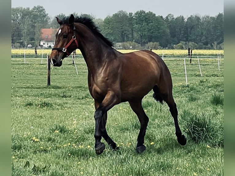 Koń holsztyński Wałach 17 lat 173 cm Gniada in Marzling